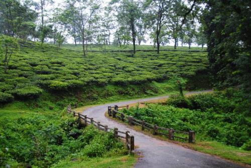 Samsing Tea Slopes
